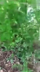 คลิปหลุด น้องนุ้ยตัวเล็กซอยหีเนียนกลางป่า ดูดควยใหญ่ครางลั่นน้ำแตกคาหน้า
